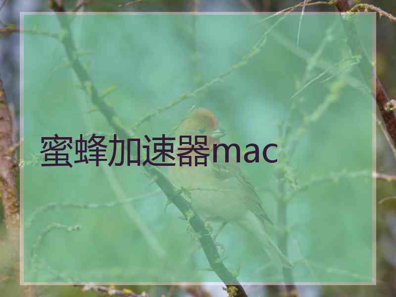 蜜蜂加速器mac